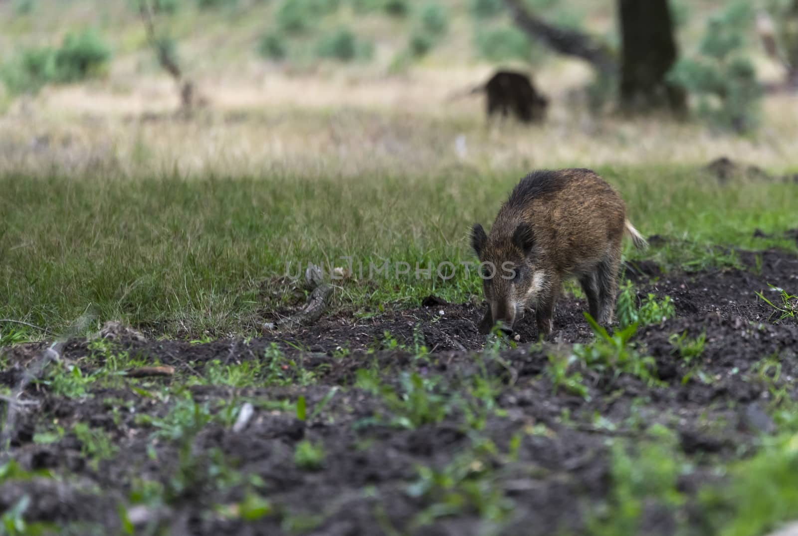 wildboar ,Sus scrofa, in the national park the veluwezoom in holland in natural forest habitat