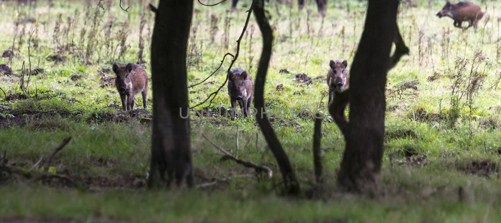 three wildboar ,Sus scrofa, in the national park the veluwezoom in holland in natural forest habitat looking at the camera