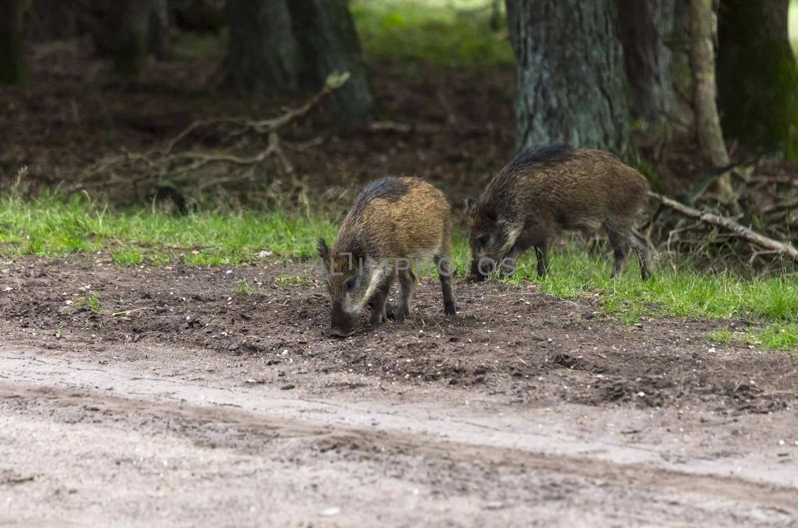 wildboar ,Sus scrofa, in the national park the veluwezoom in holland in natural forest habitat
