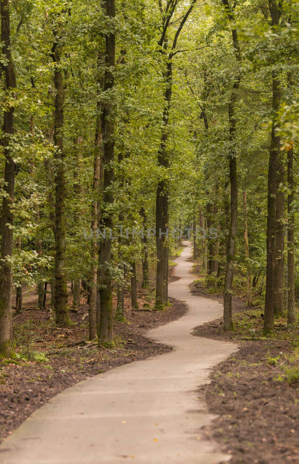 winding hiking trail through the forests of the Veluwezoom nature park