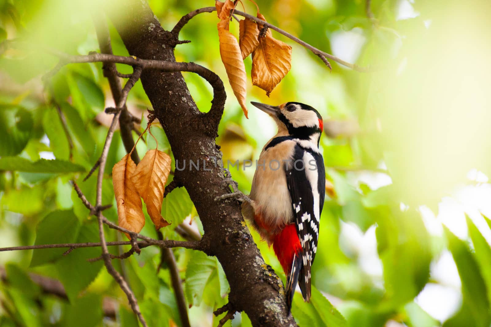 Great Spotted Woodpecker (Dendrocopos major) closeup on green background