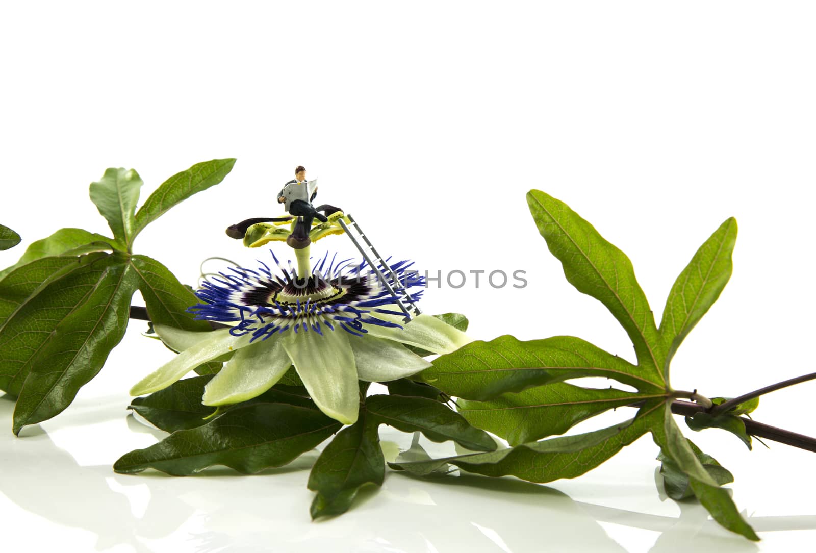little world man found a place to read a book on top of a passiflora flower