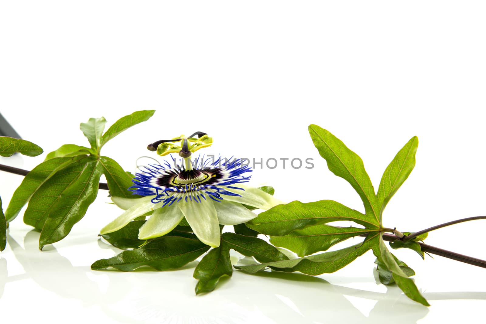 passiflora flower isolated on white background