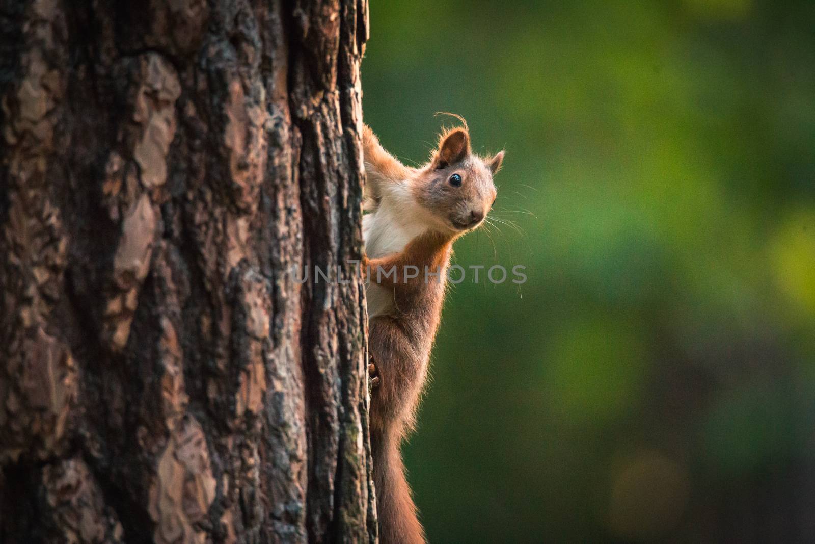 Curious squirrel in the Autumn park