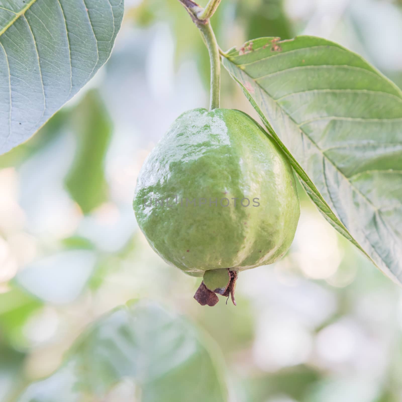 Green guava hanging on tree branch with bokeh background at home garden in Vietnam by trongnguyen