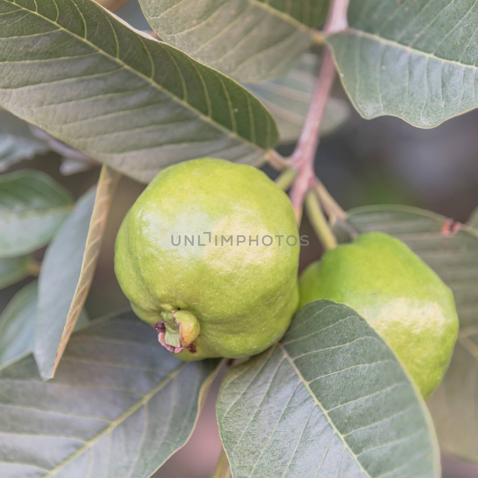 Two green guavas hanging on tree branch at home garden in Vietnam. Organic tropical fruits background