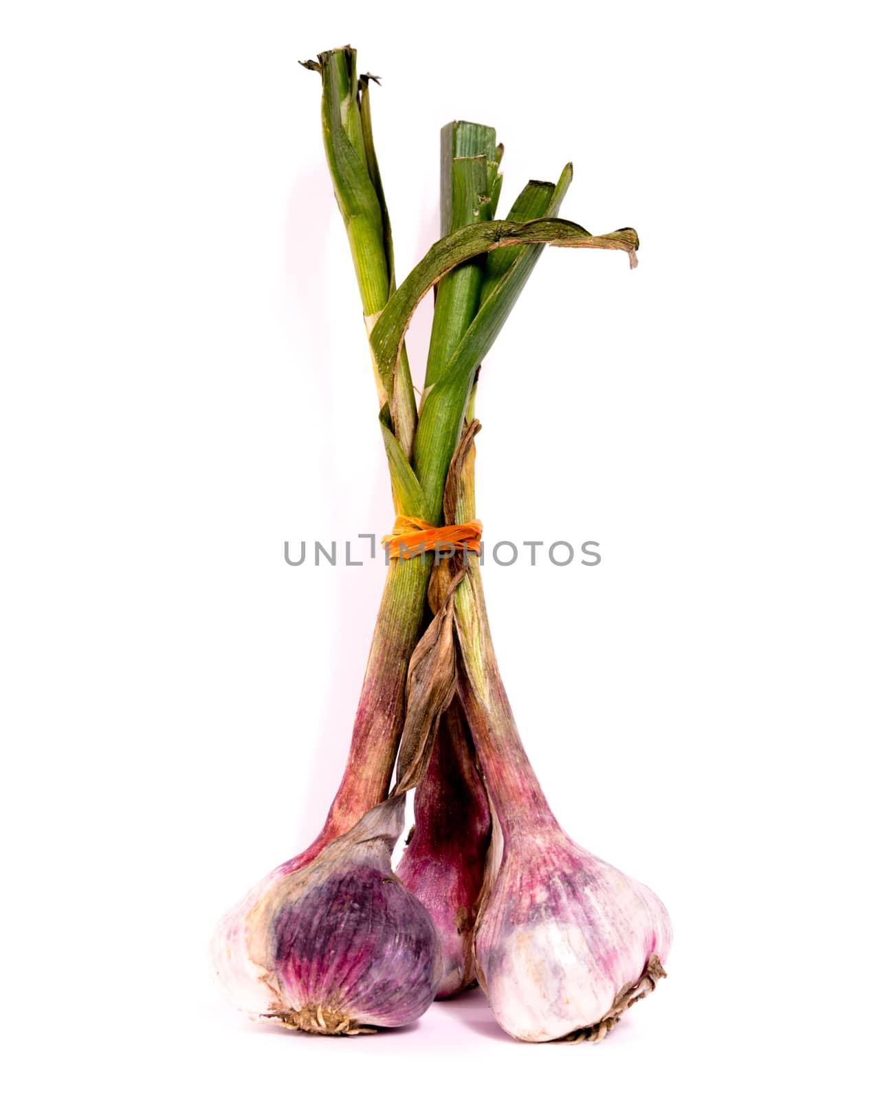 Close-up view a bunch of fresh organic garlic bulbs isolated on white background. They are freshly picked from home growth garden in Vietnam. Food concept with clipping path and copyspace.