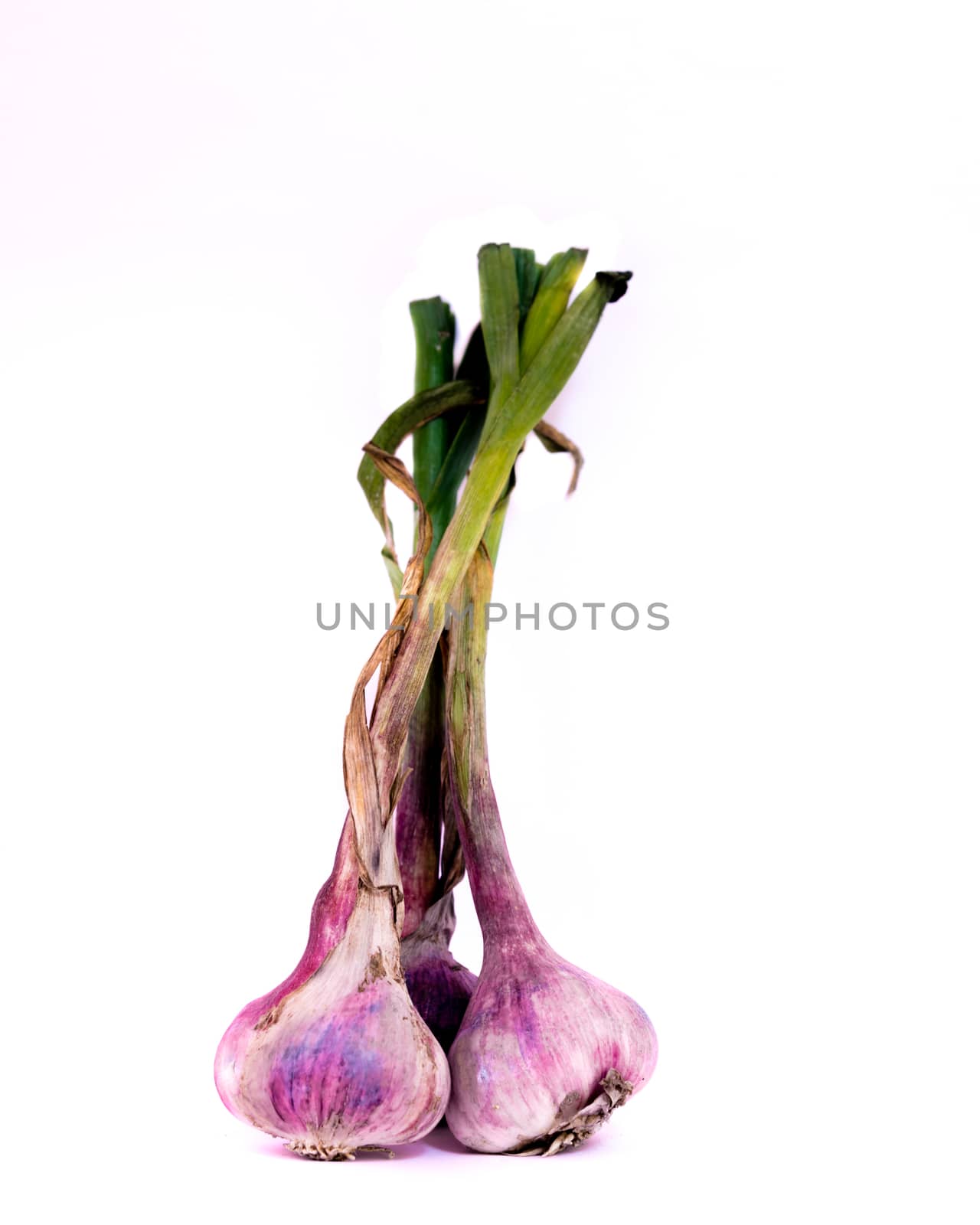 Close-up view a bunch of fresh organic garlic bulbs isolated on white background. They are freshly picked from home growth garden in Vietnam. Food concept with clipping path and copyspace.