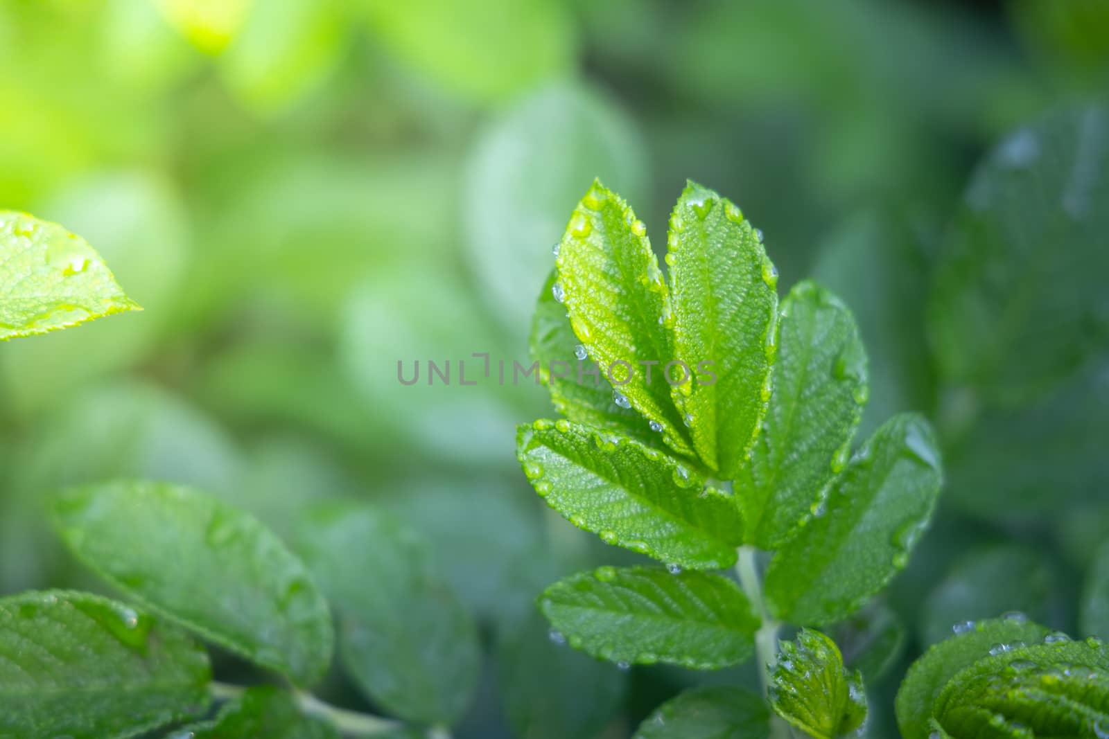 Close Up green leaf under sunlight in the garden. Natural backgr by teerawit