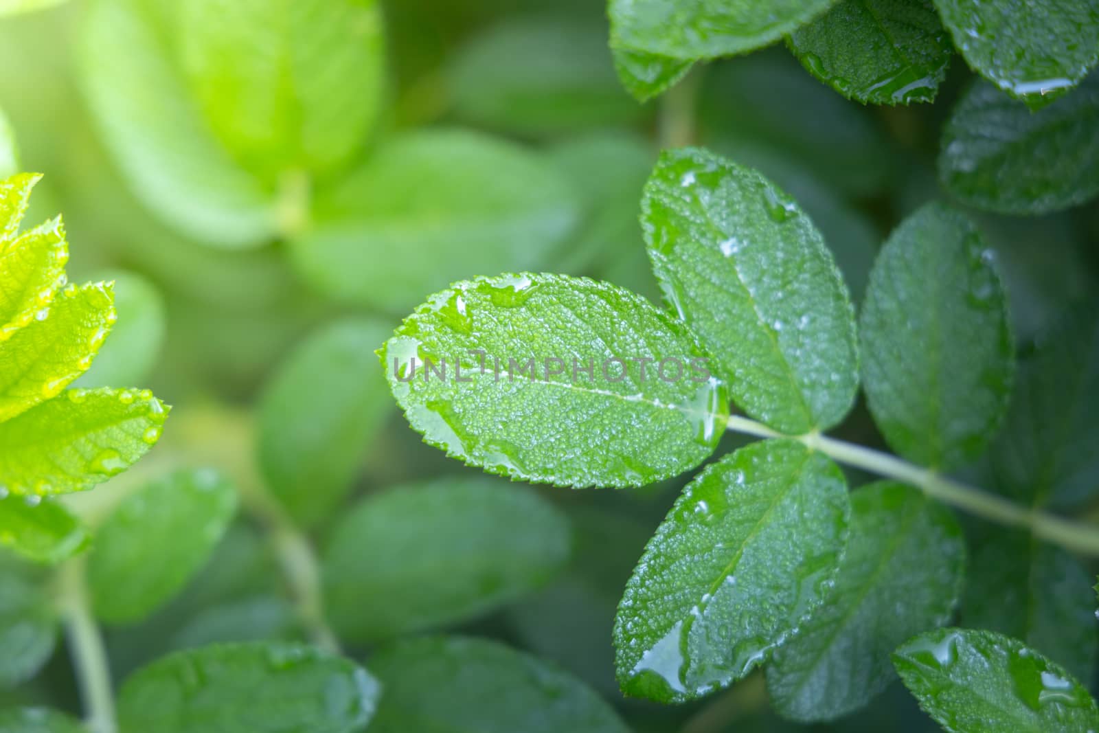 Close Up green leaf under sunlight in the garden. Natural background with copy space.