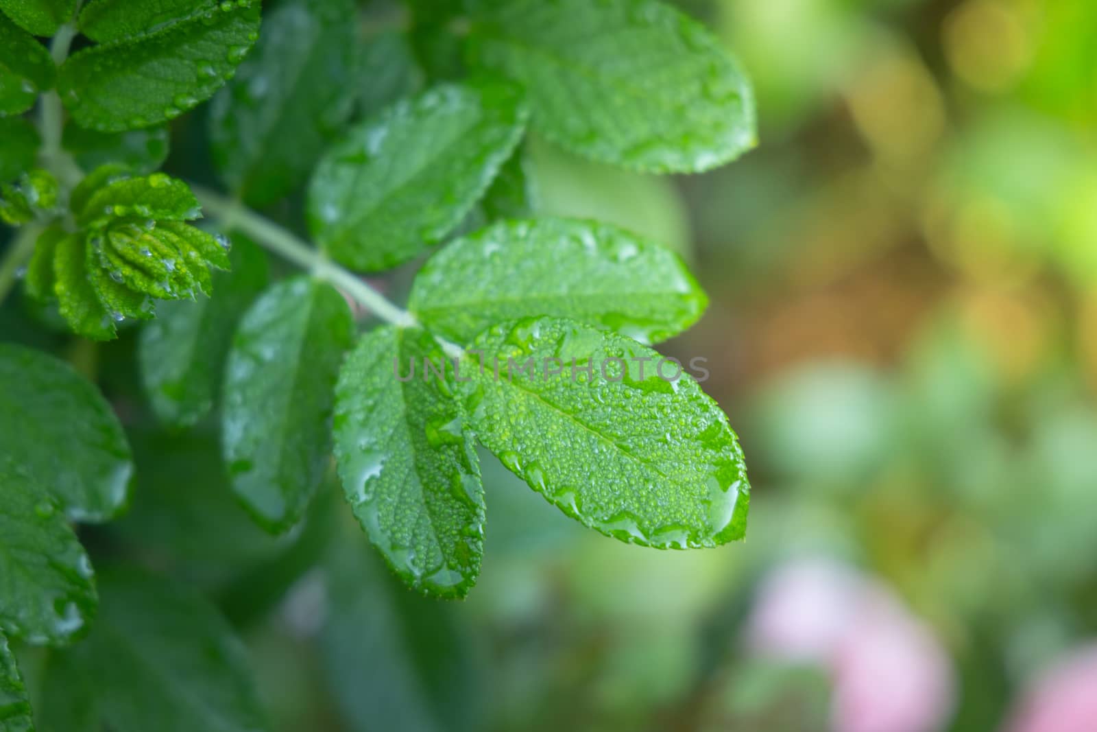 Close Up green leaf under sunlight in the garden. Natural background with copy space.