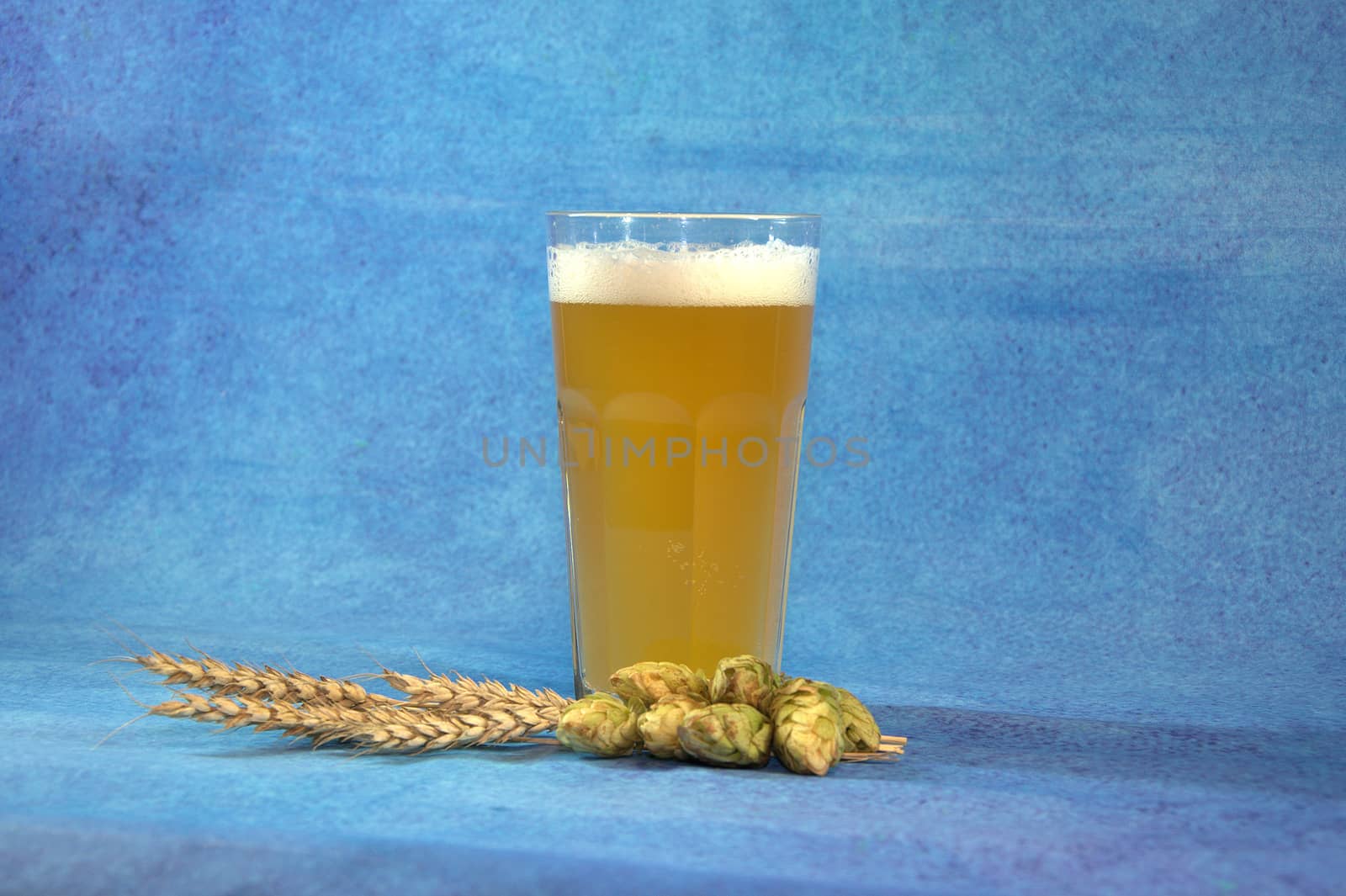 A full glass of light beer with foam, next to ears of wheat and hops. Blue background. Close-up.