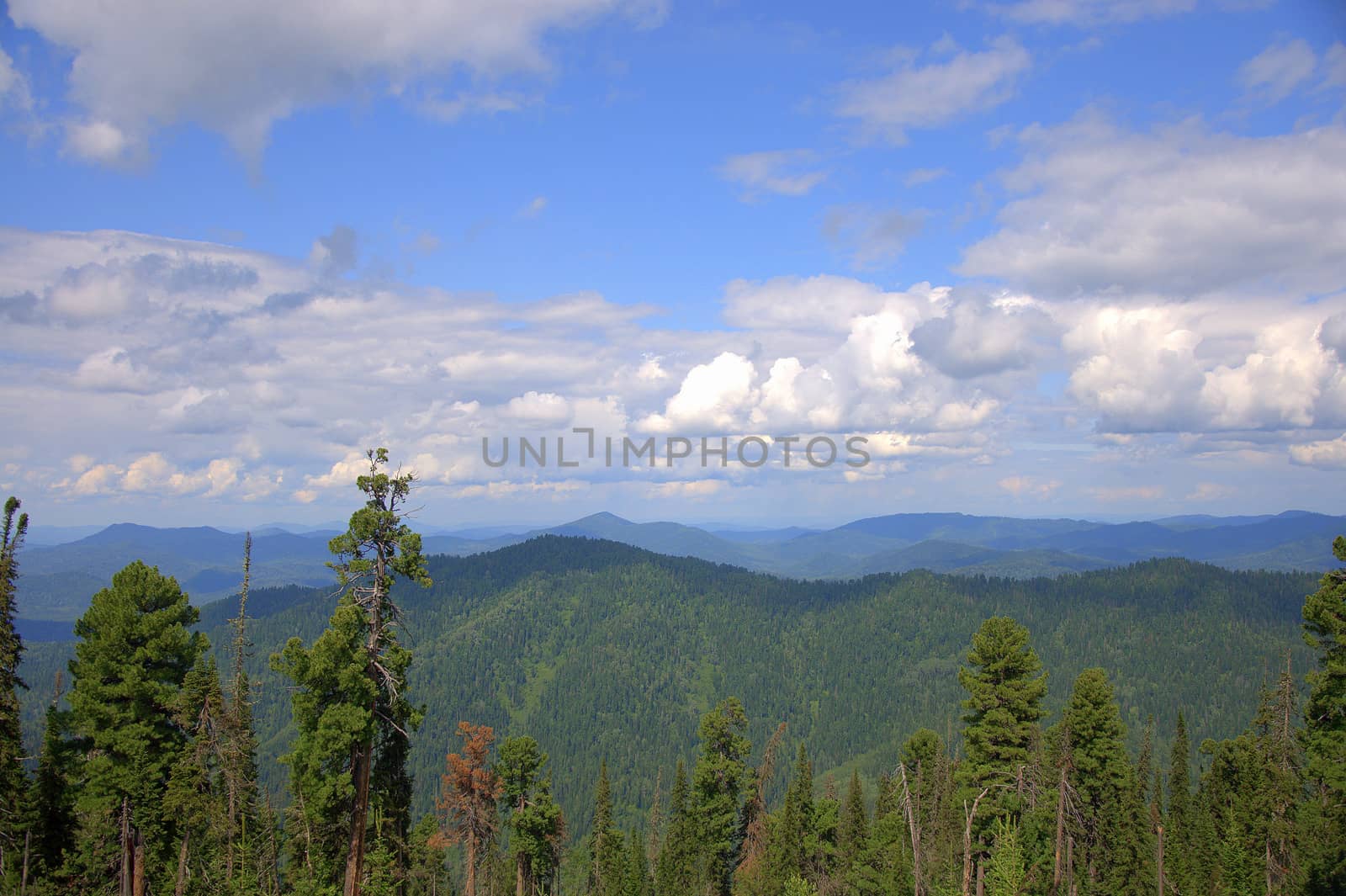 A look at the tops of the mountains through the tops of the pines. Pritsel Taiga, Altai, Russia.