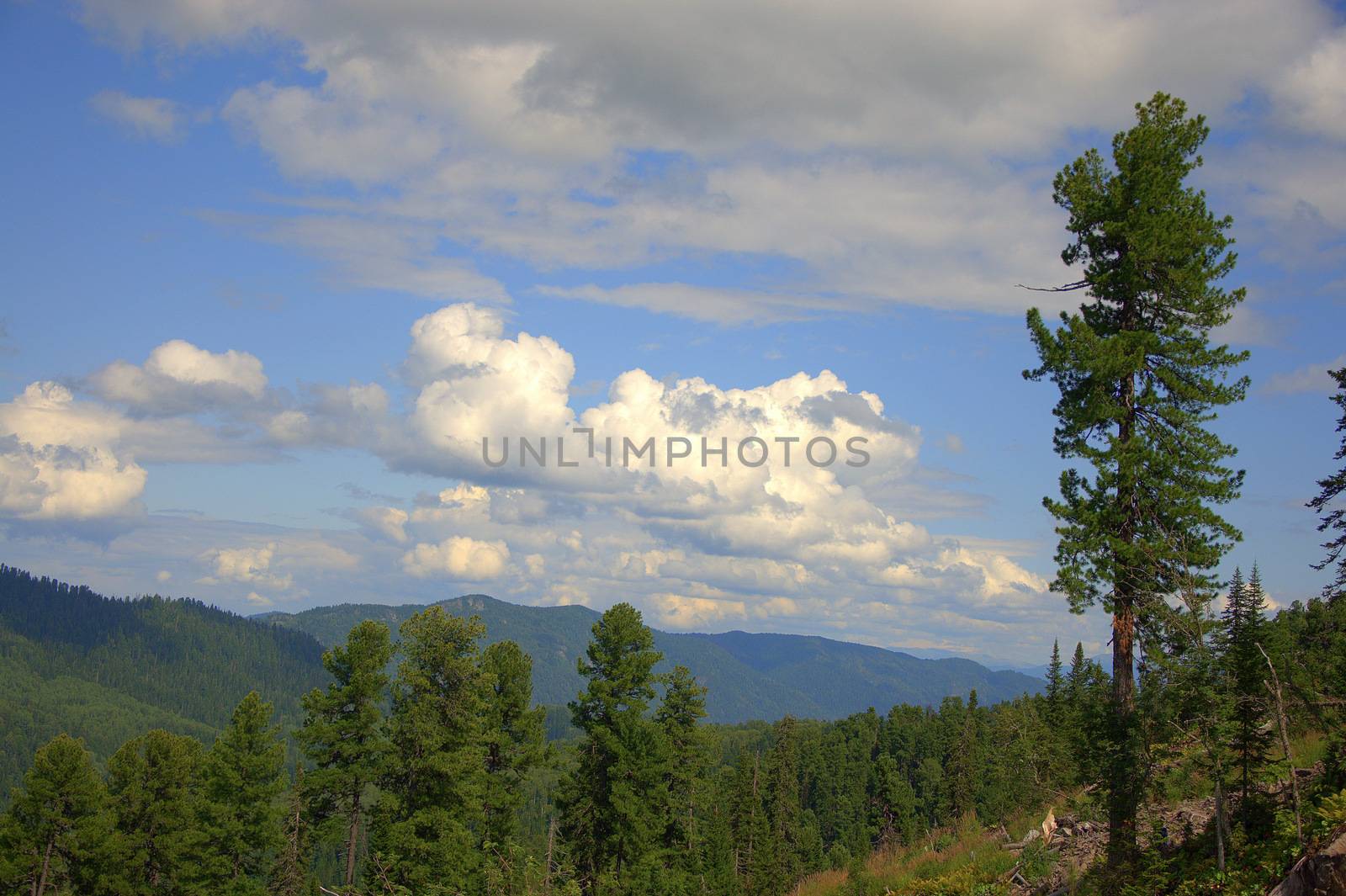 A look at the tops of the mountains through the tops of the pines. Pritsel Taiga, Altai, Russia.