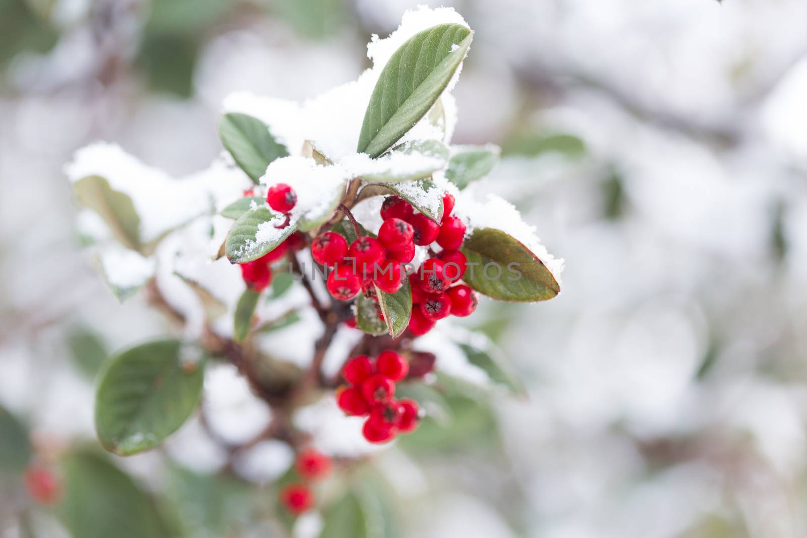 Frozen berries covered in fresh winter snow by lovleah