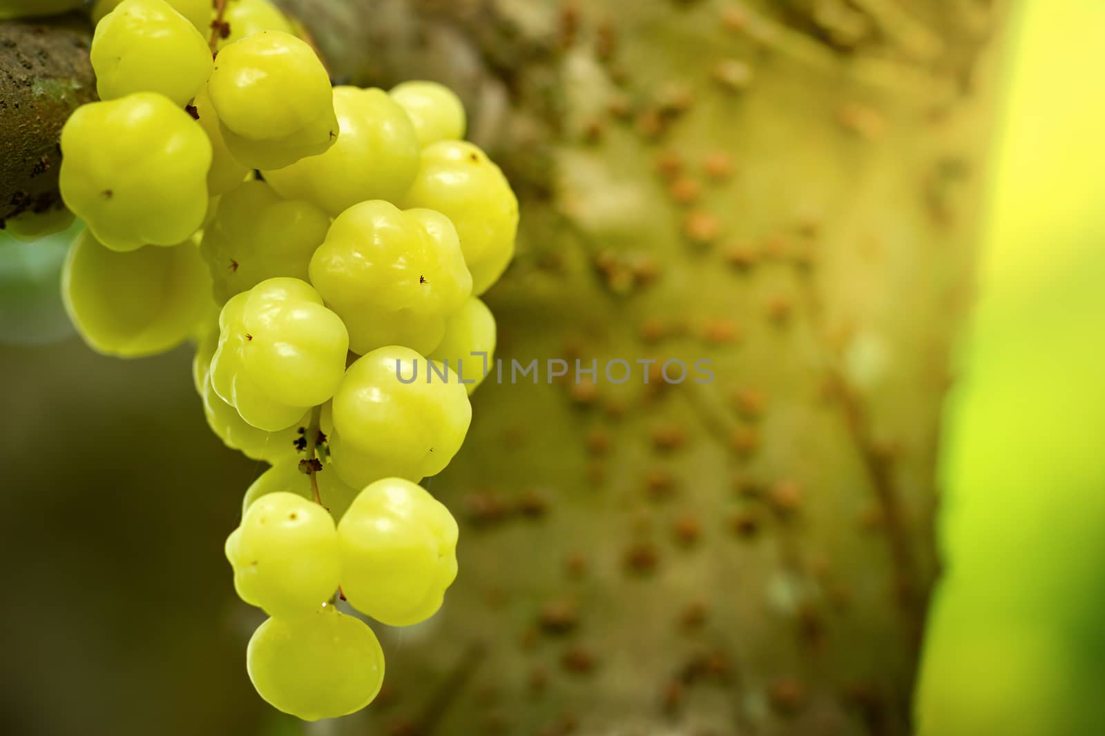 Star gooseberry on tree and morning light. Closeup and copy spac by SaitanSainam