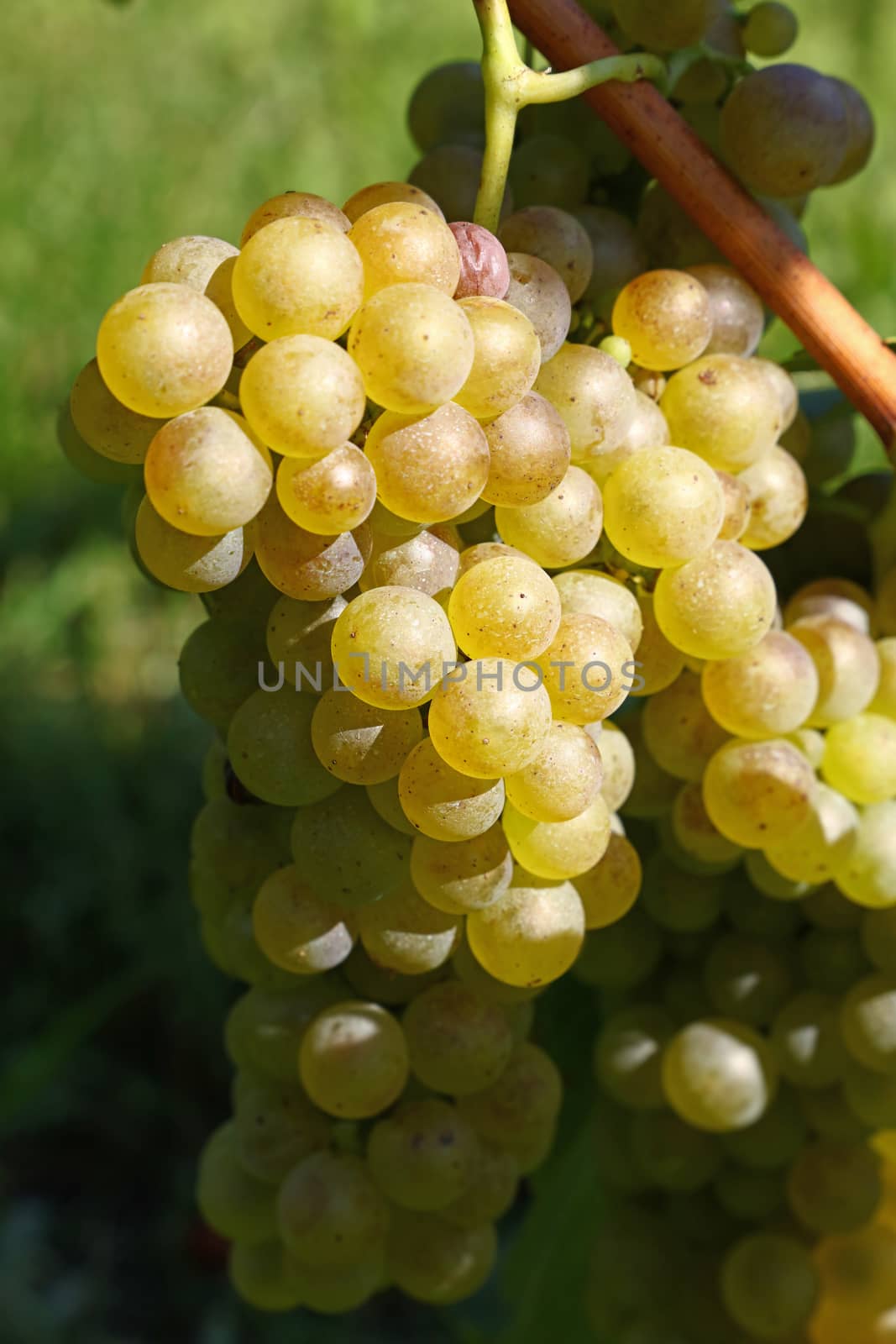 Close up one bunch of autumn ripe white grape hanging at vineyard at sunshine, low angle view