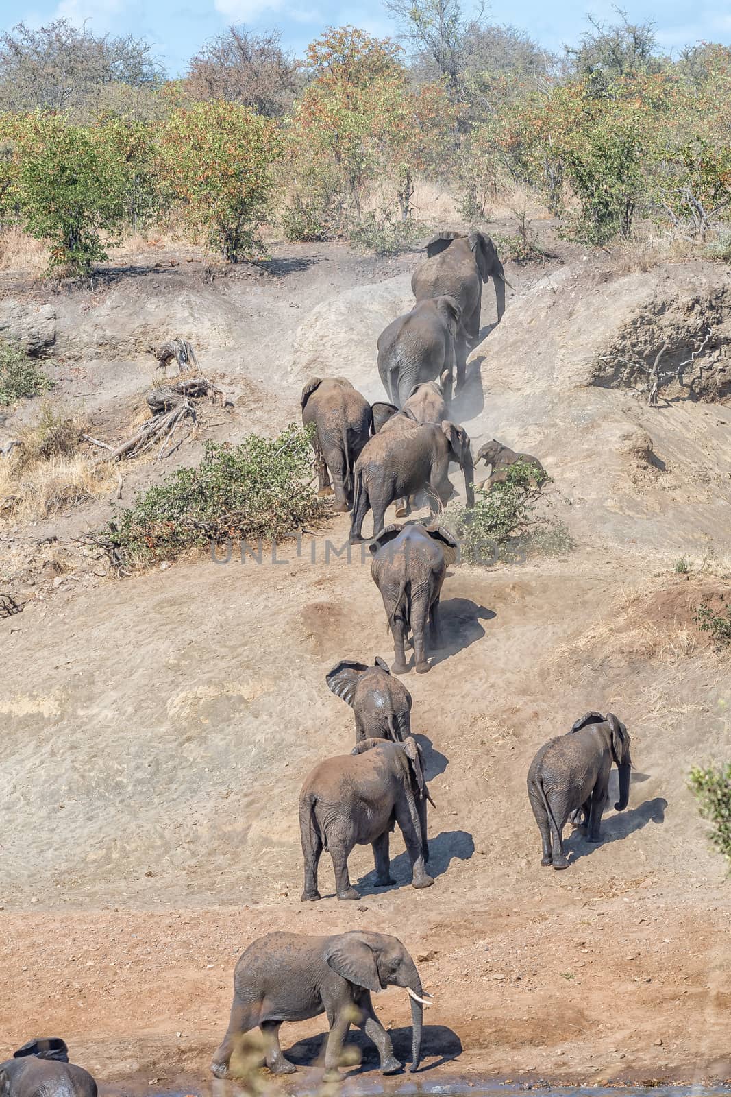 A herd of african elephants, Loxodonta africana, walking up the slope of a river wall