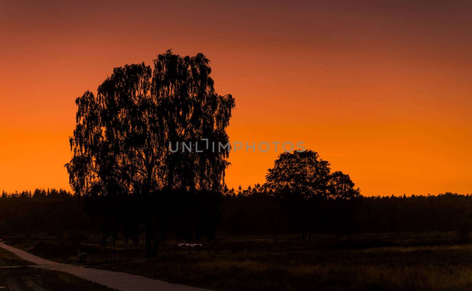 silhouette from the trees on the veluwe during sunset