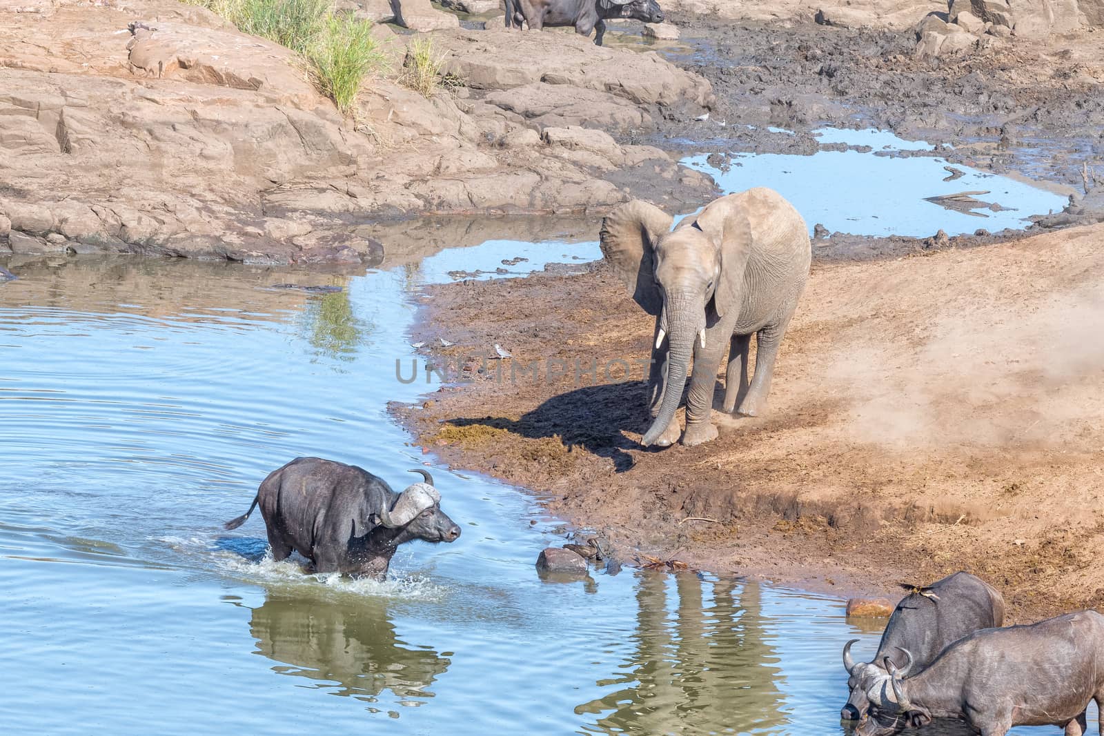 African elephant and cape buffaloes at a river by dpreezg