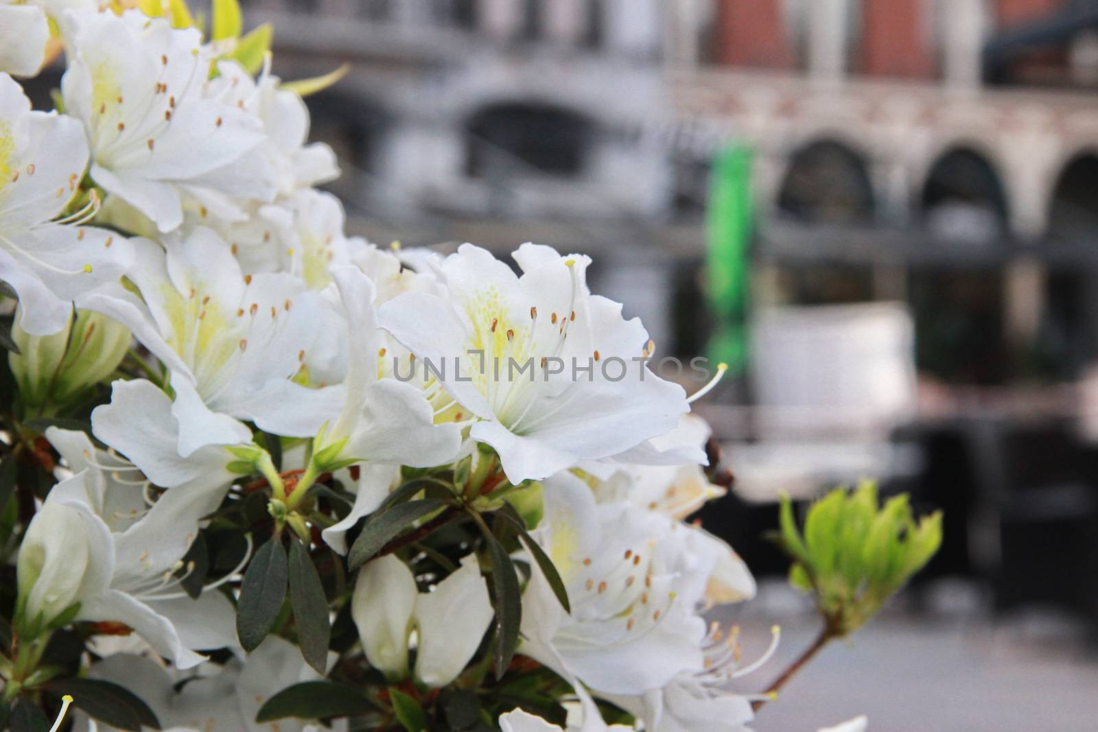 White rhododendron blooms in spring in Batumi, Georgia