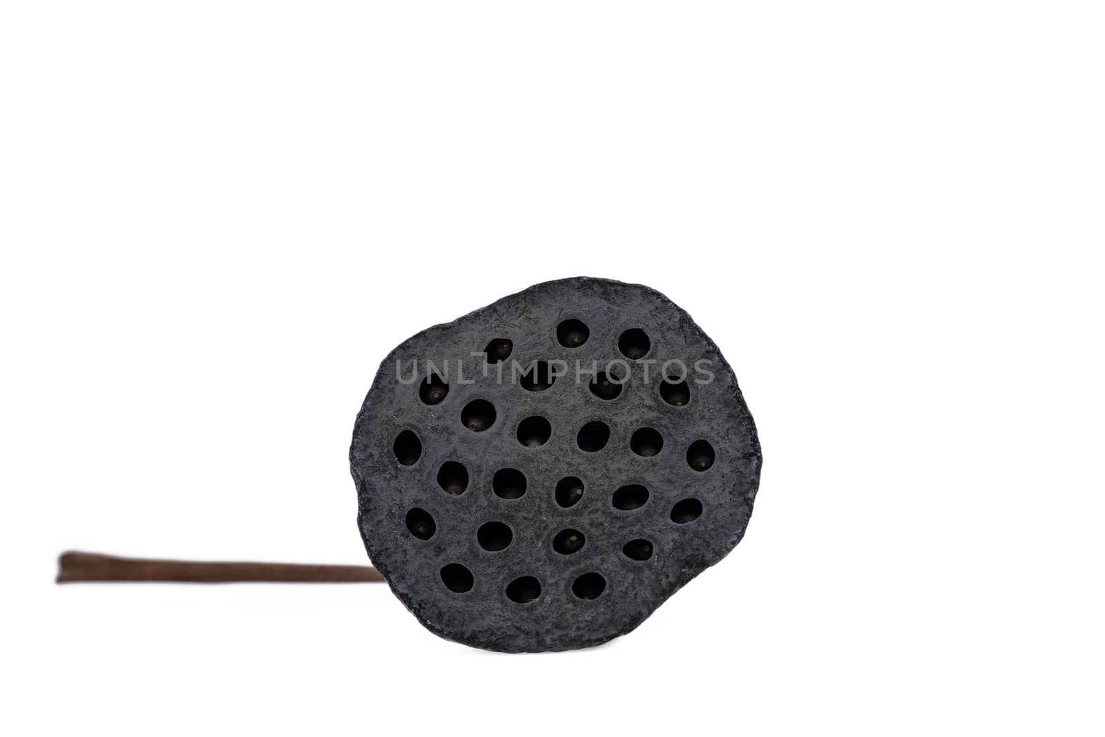 The Black lotus seed isolated on white background