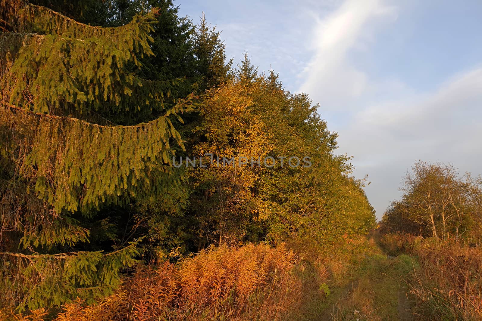 Autumn forest. The edge of the colorful autumn forest and the road. by mdsfotograf