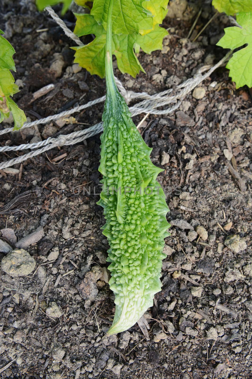 Bitter melon fruit - also known as balsam pear - with warty green skin grows on soil in a rural allotment