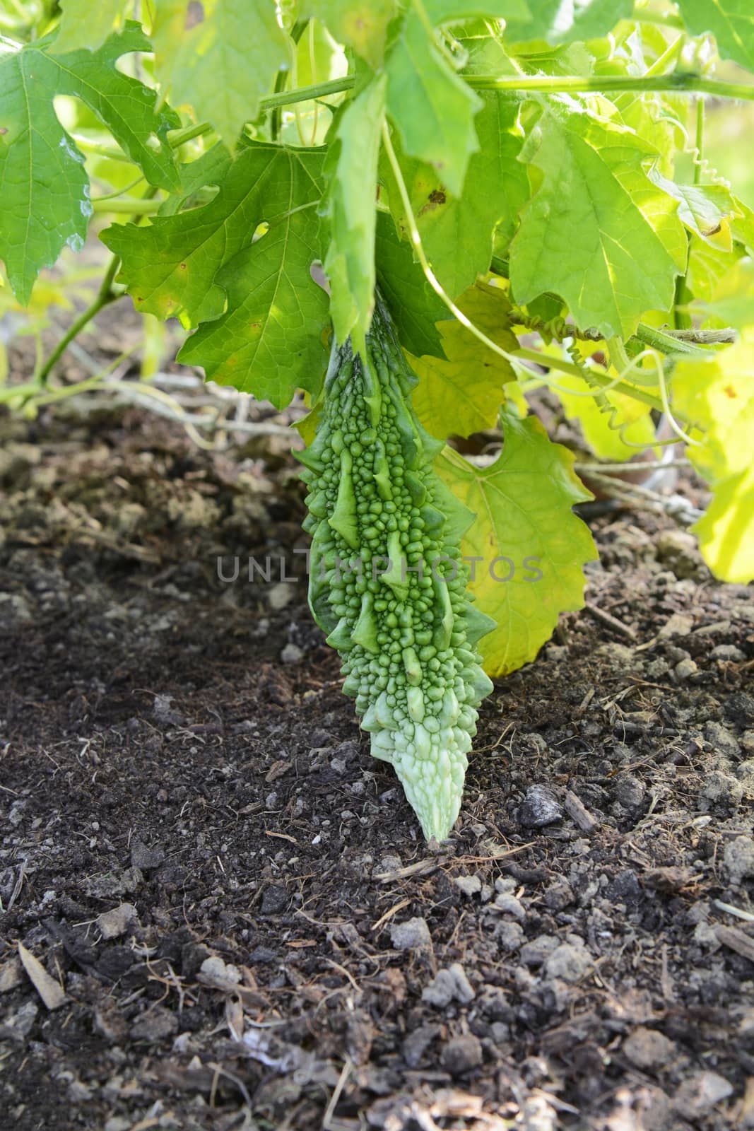 Balsam pear - bitter melon - hangs among green foliage of a leafy vine, growing on a trellis