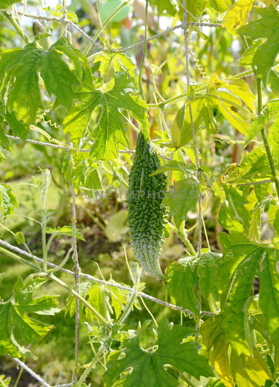 Bitter gourd - momordica charantia - hangs from long stem on a verdant, leafy vine in an allotment