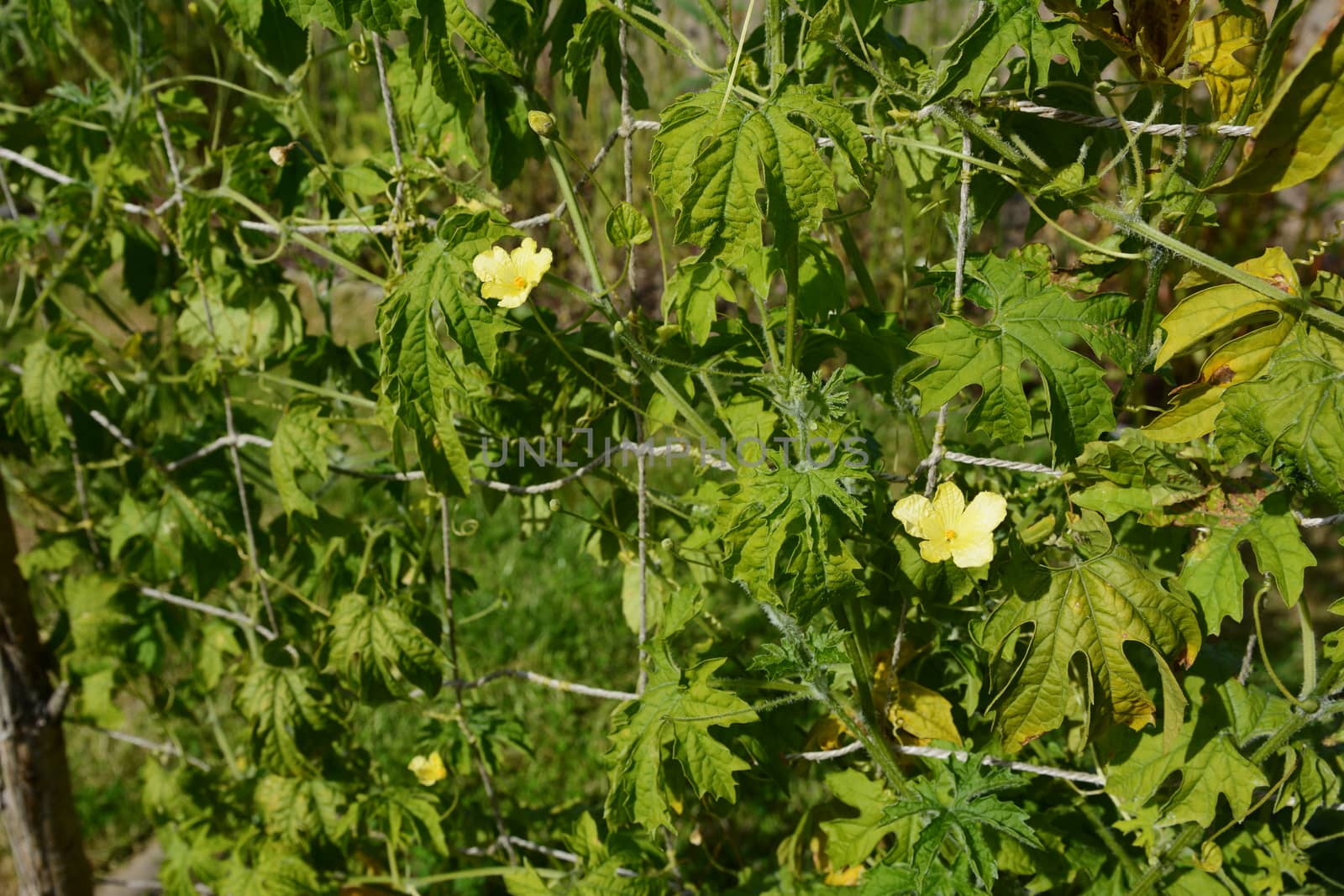 Two delicate male bitter gourd flowers on a lush leafy vine. Small green stamen in the centre of yellow petals.