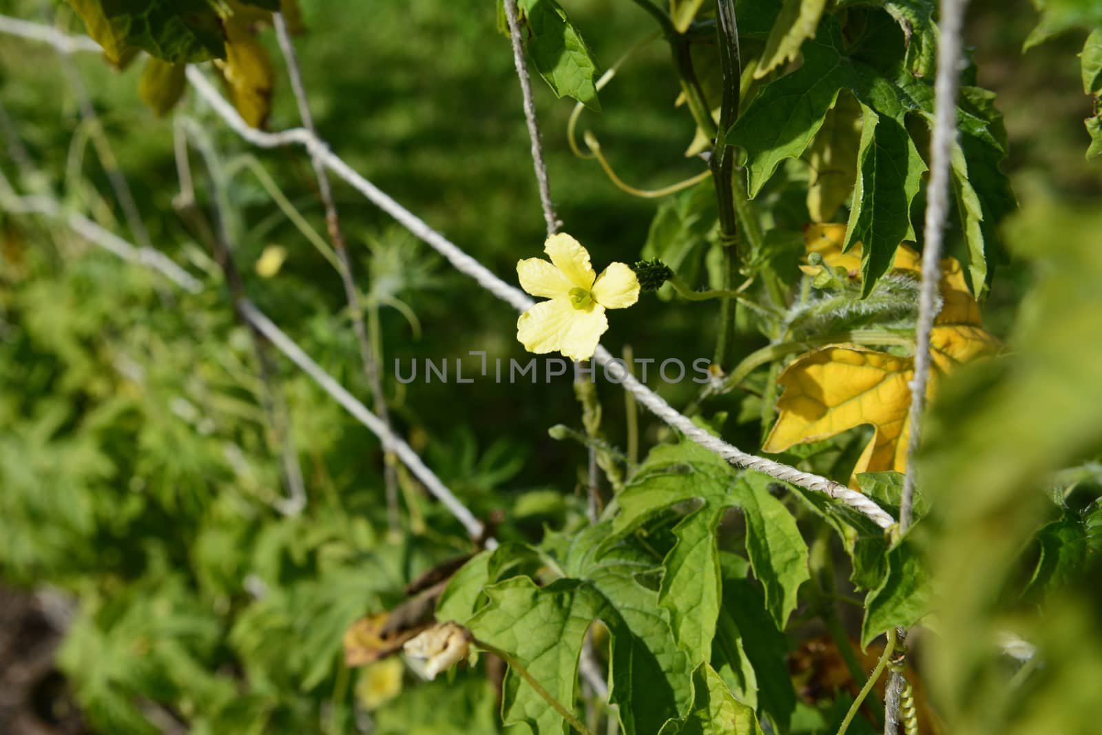 Female flower on a bitter gourd plant - a small fruit sits behind the petals, ready to develop after pollination