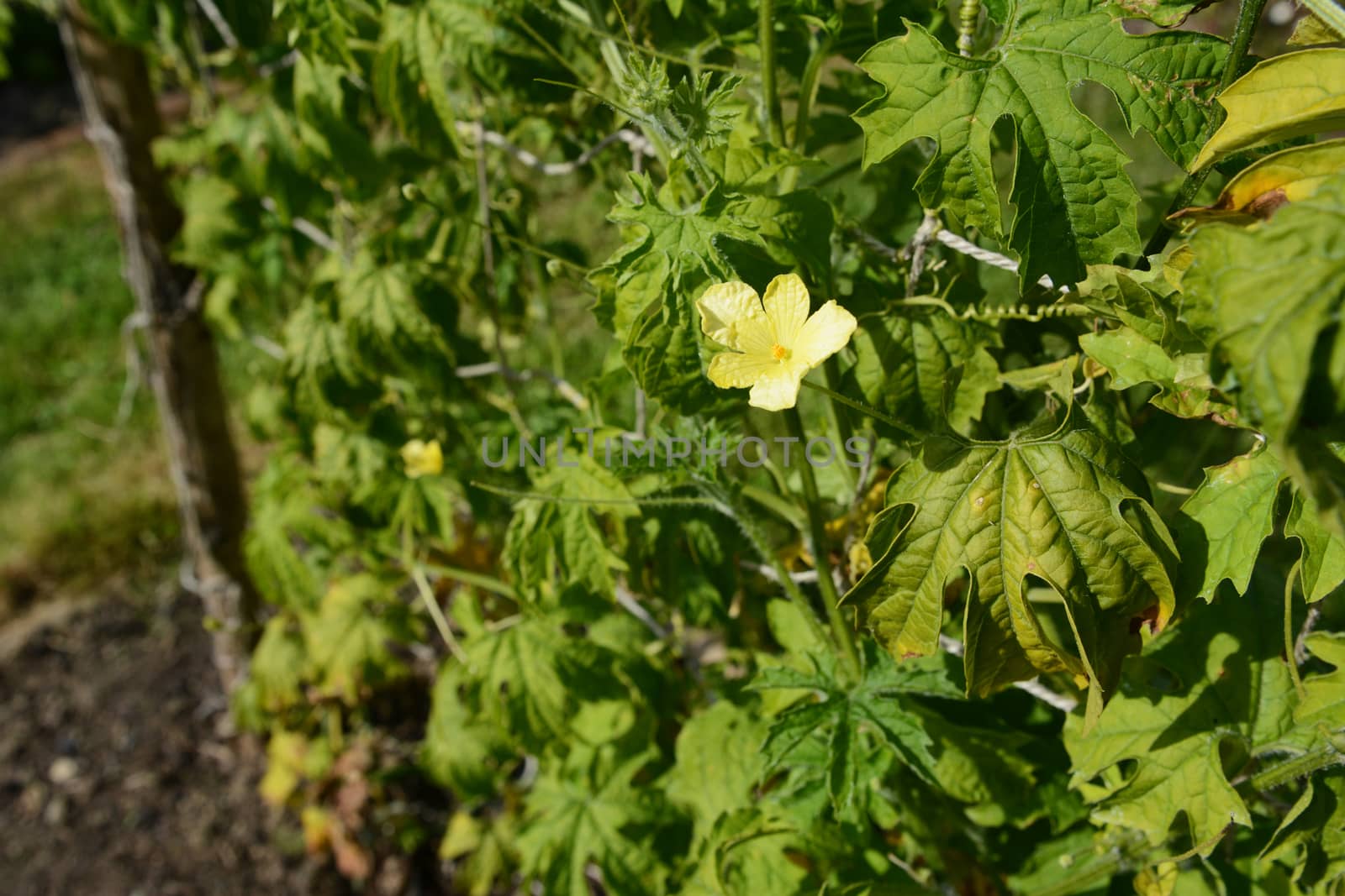 Single male flower on a bitter melon vine, surrounded by lush green leaves growing on netting