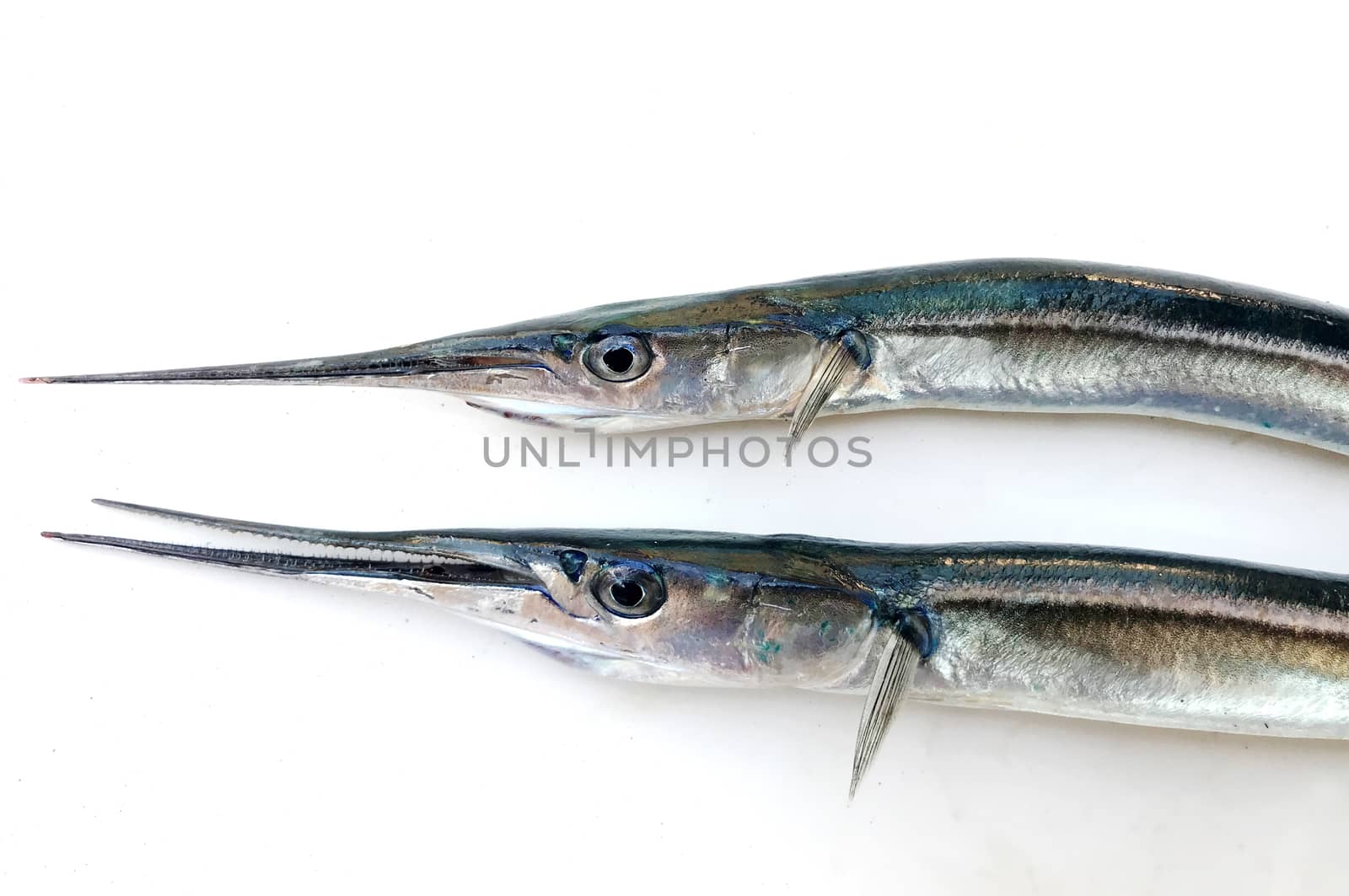 Fresh Raw Needlefish Against White Background by nenovbrothers