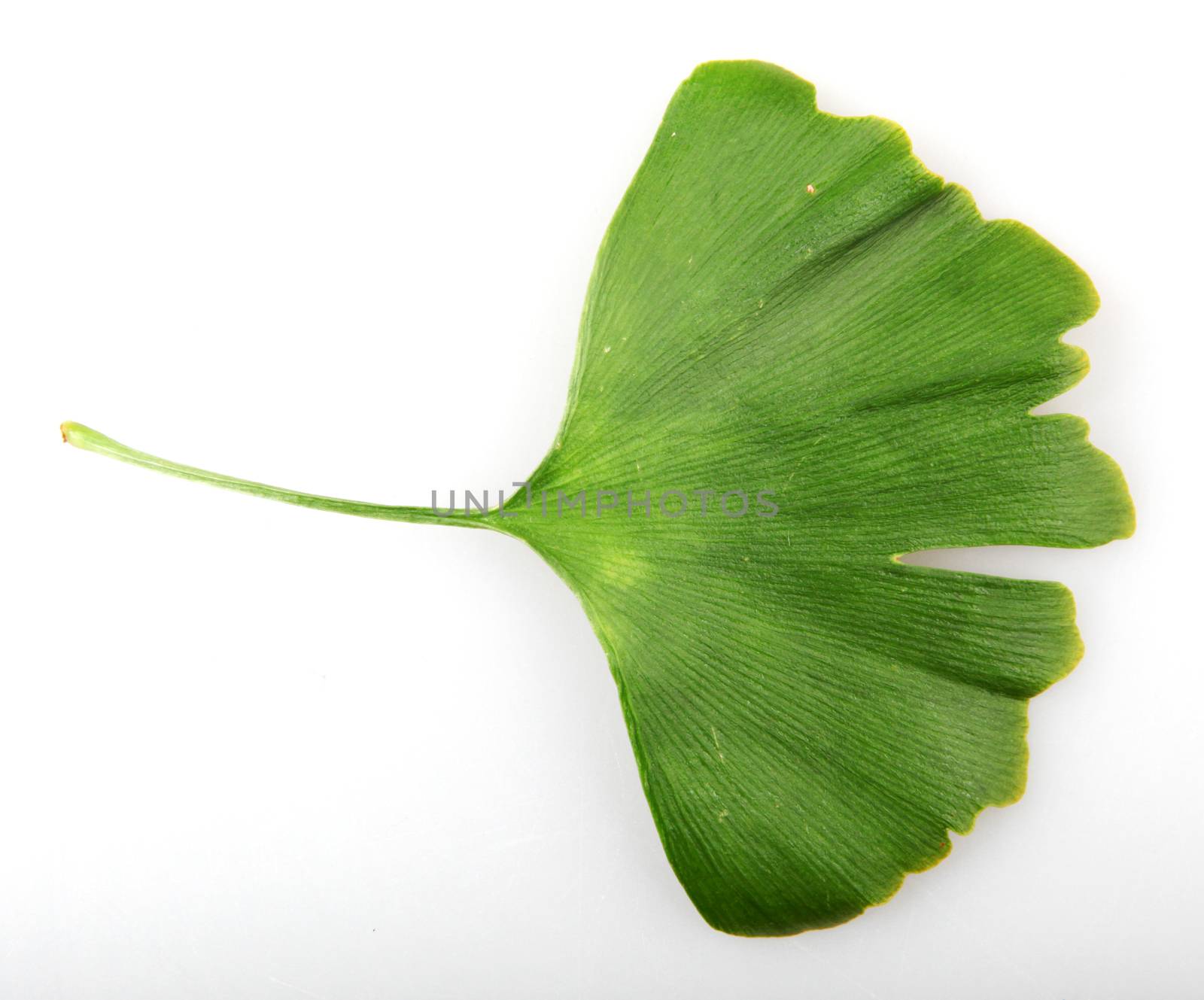 Green Ginkgo Biloba Isolated On White Background