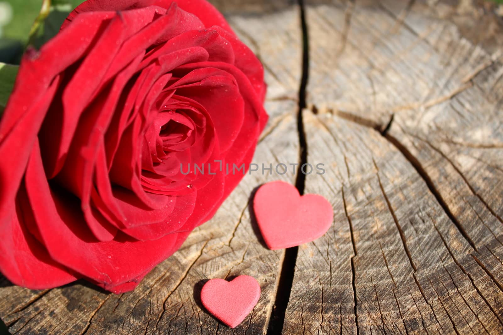 The picture shows a red rose with hearts on a tree trunk.