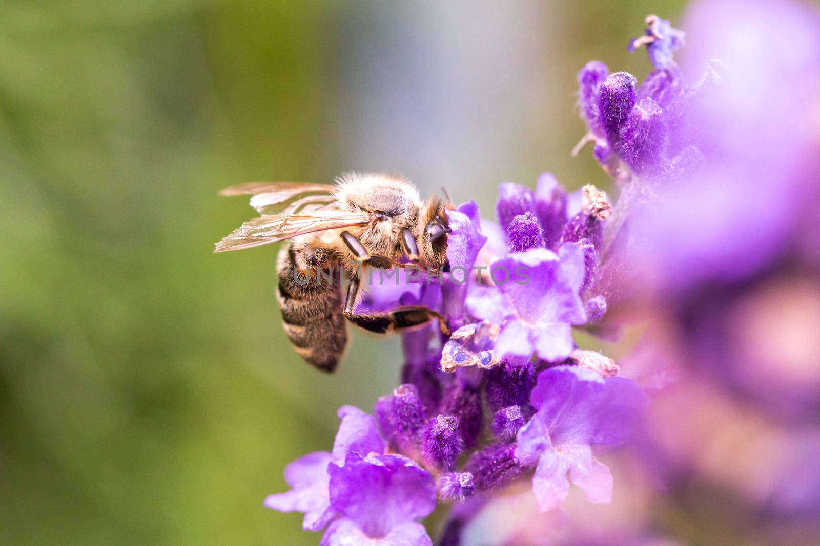 Bee pollination on a lavender flower.