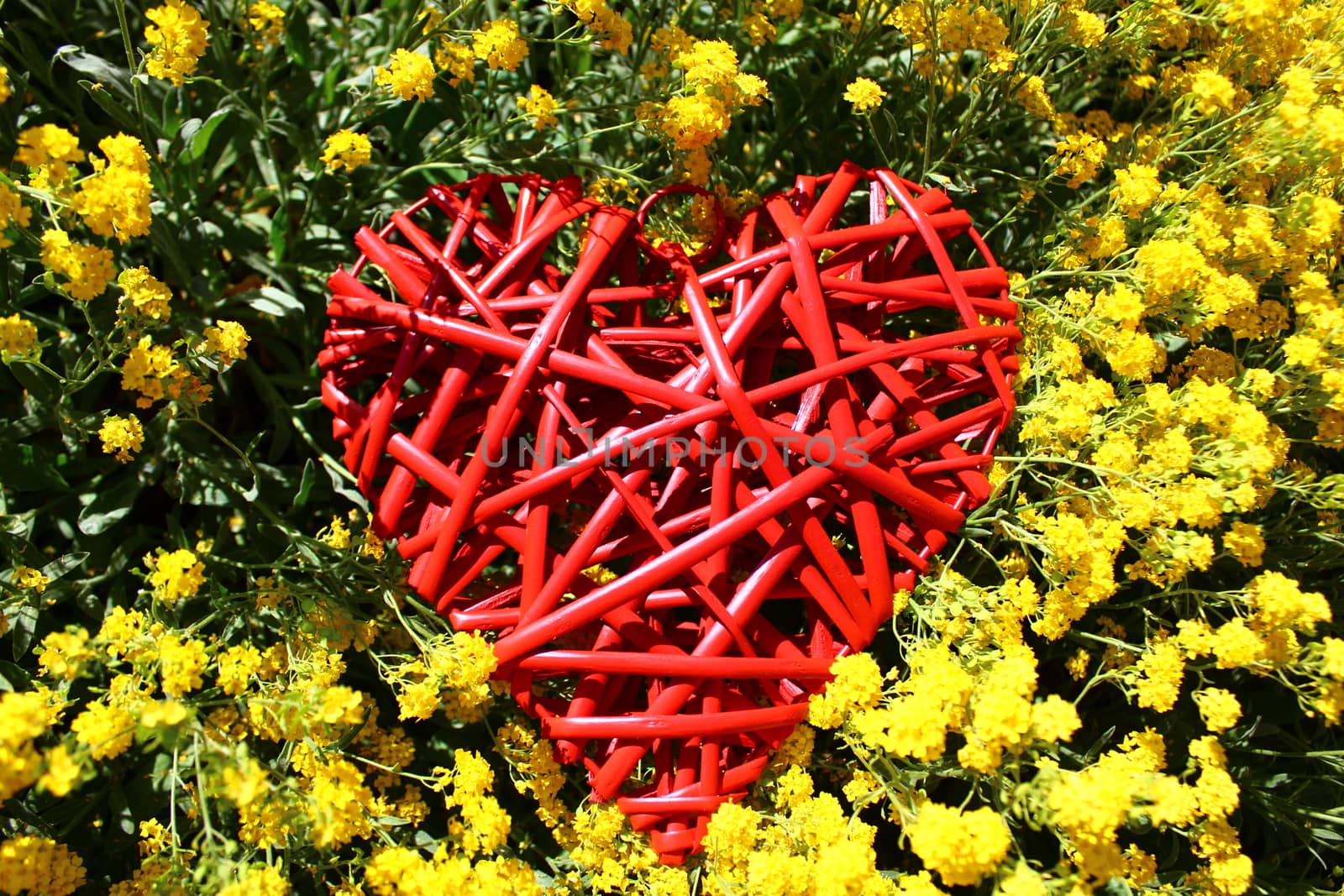 red heart and spring flowers by martina_unbehauen