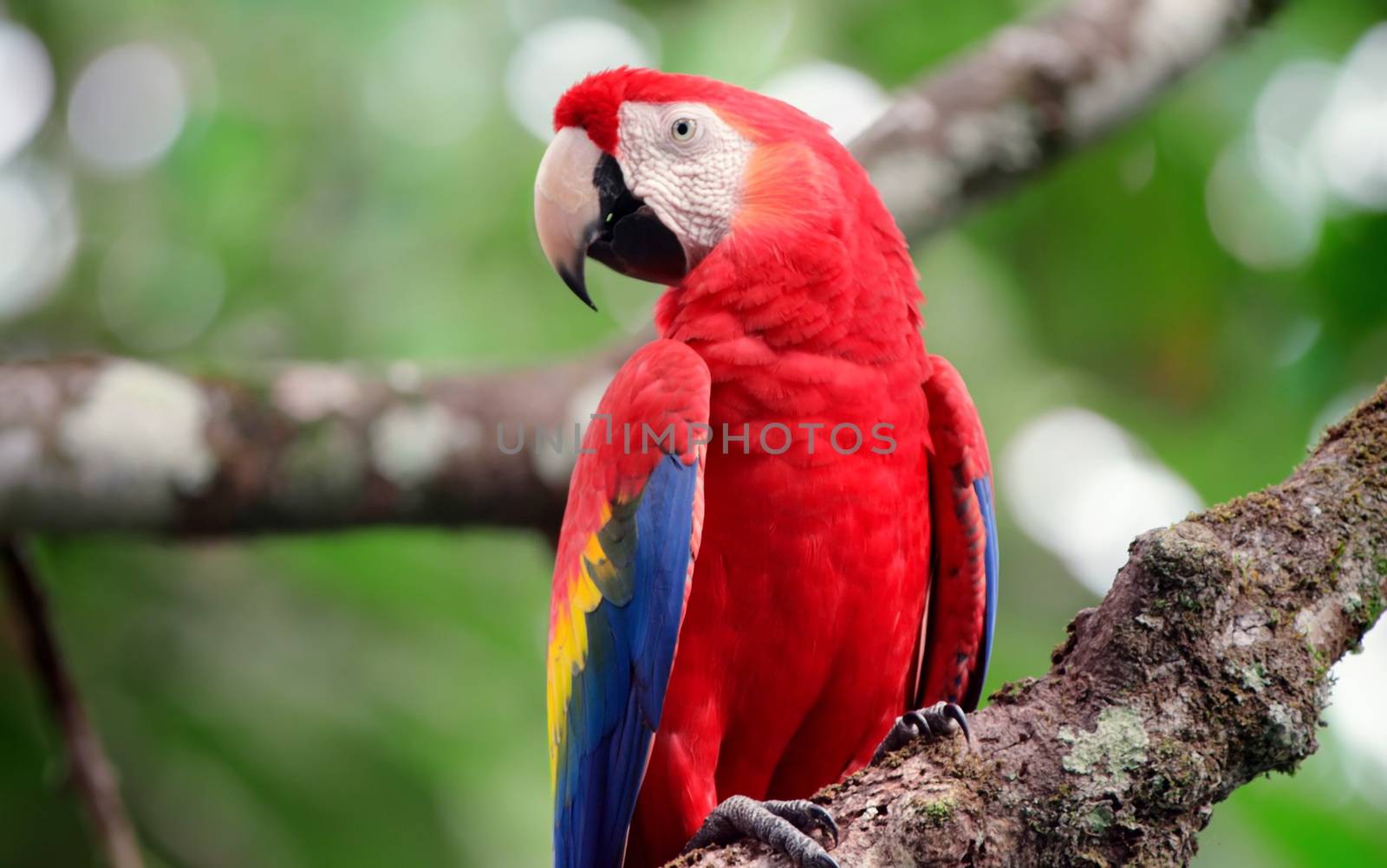 Costa RIca Wildlife Nature Animals by DonMatadoR