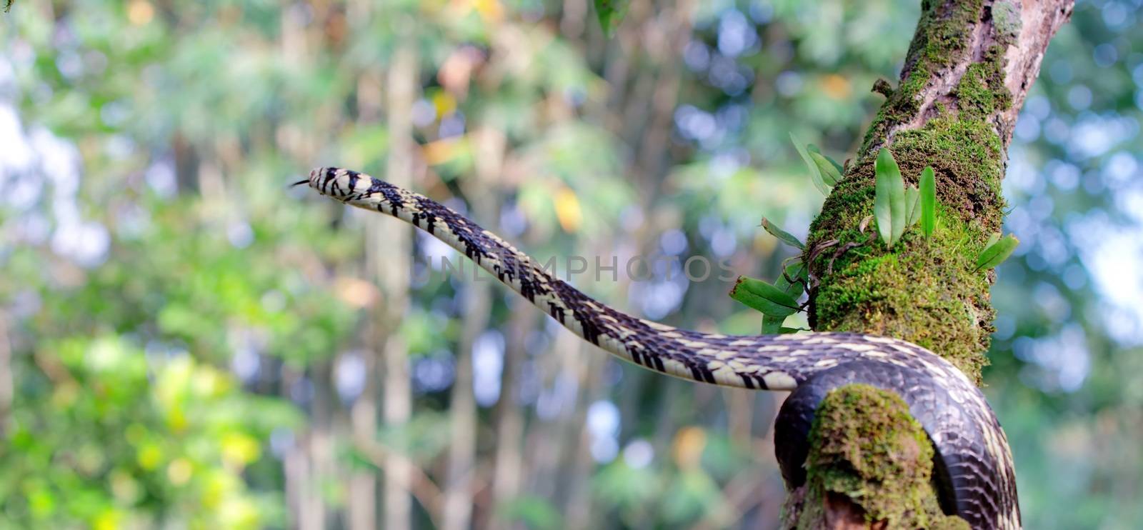 Costa RIca Wildlife Nature Animals by DonMatadoR