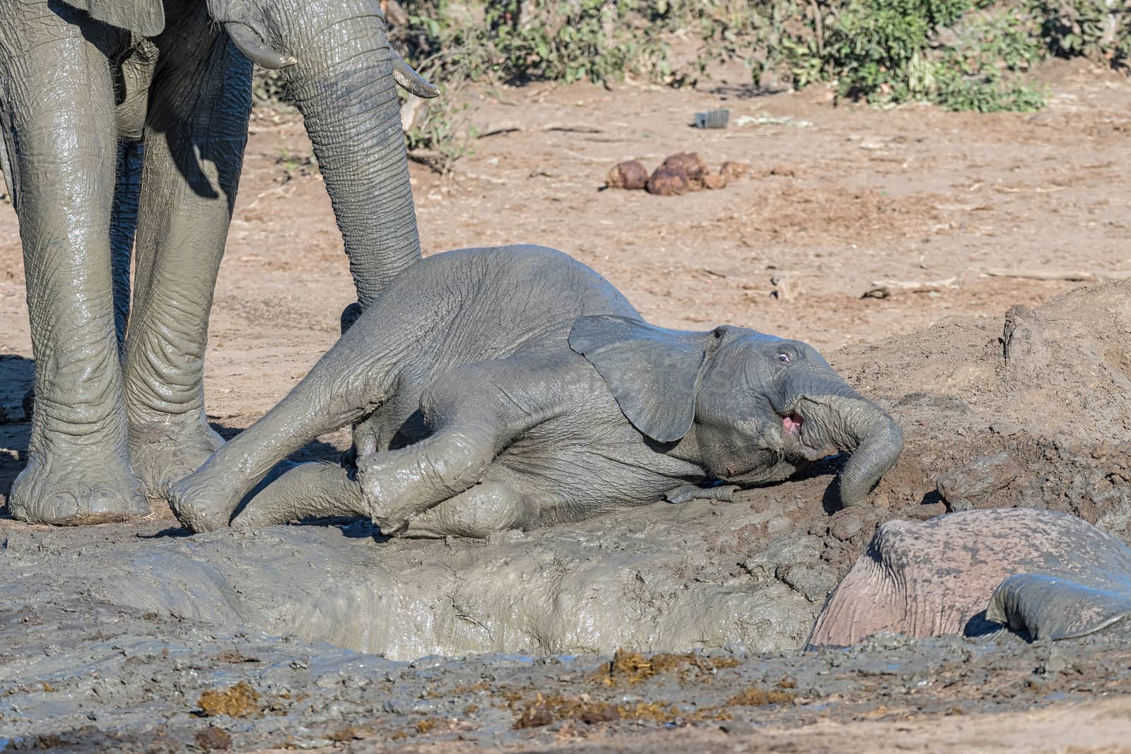 A muddy african elephant calf, Loxodonta africana, lying down