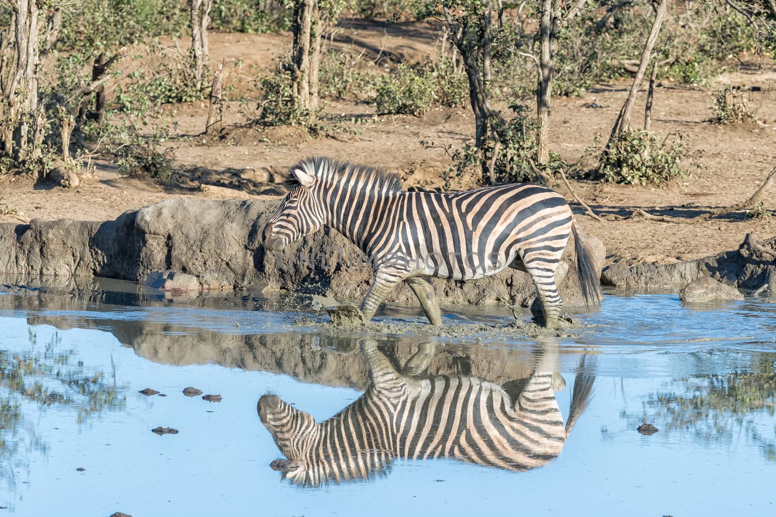 A Burchells zebra, Equus quagga burchellii, with reflections visible, walking in water