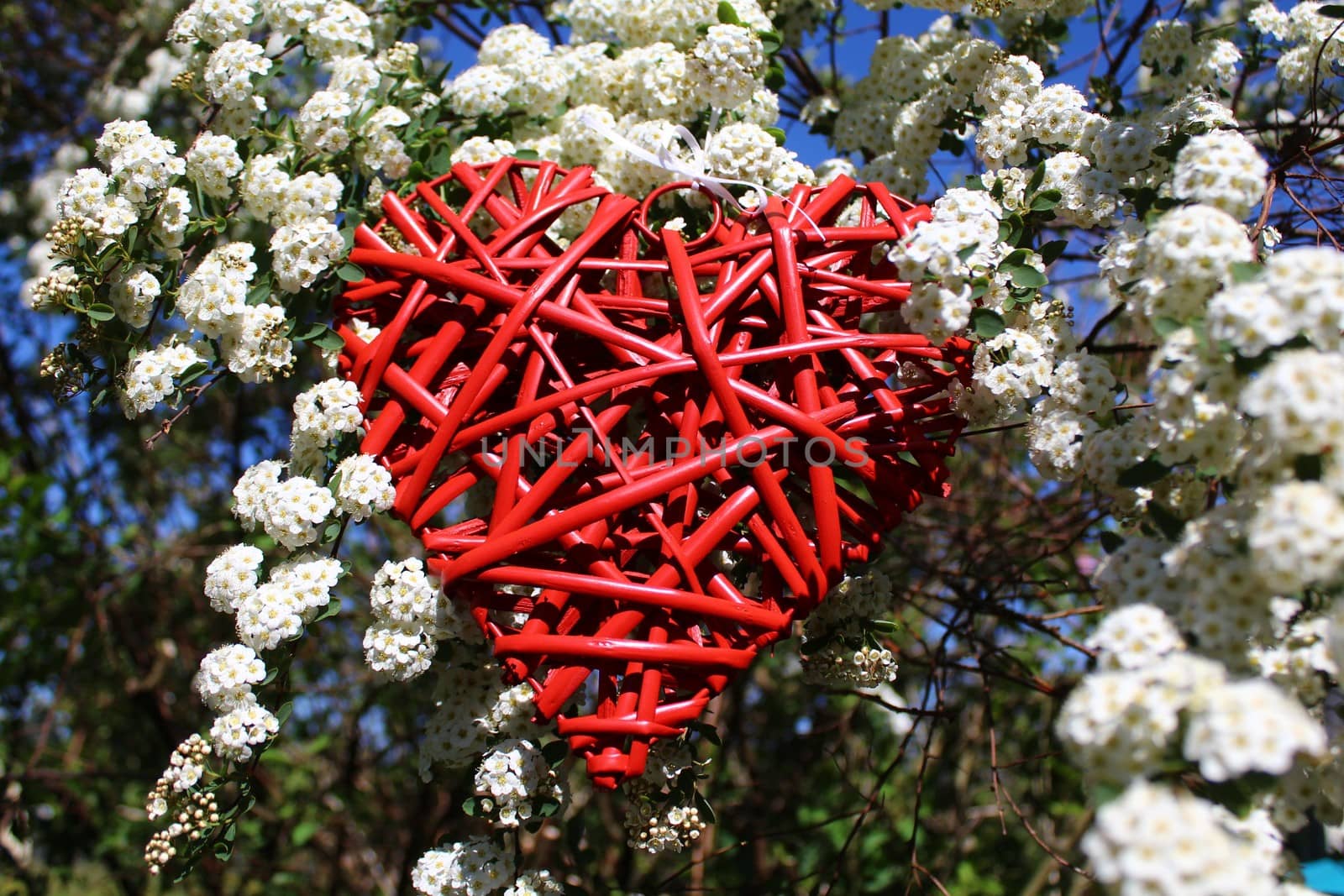 a red heart in the snowberry bush by martina_unbehauen