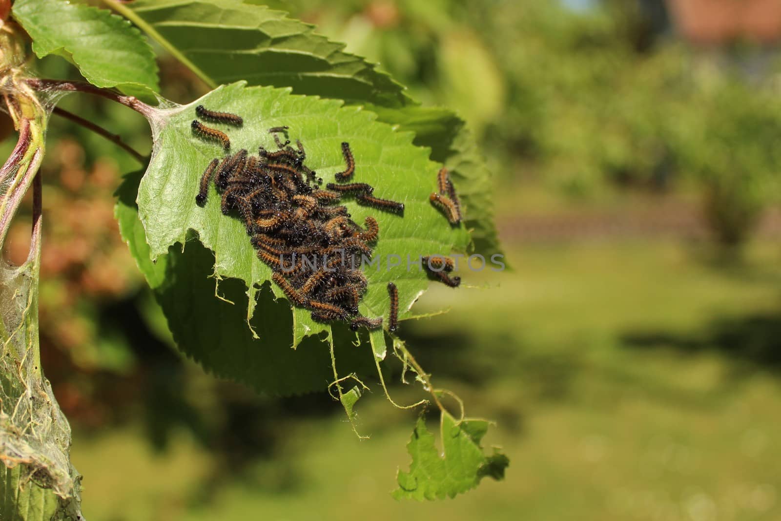 The picture shows caterpillars on a cherry tree.
