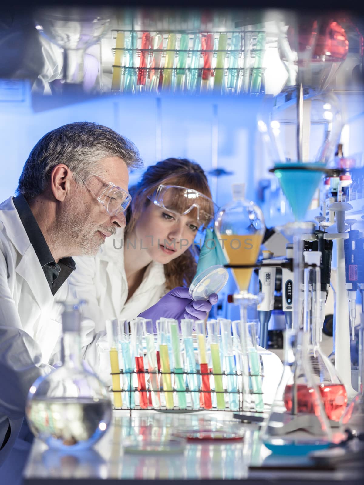 Scientists researching in scientific laboratory. Young female scientist and her senior male supervisor looking at the cell colony grown in the petri dish in the life science research laboratory.