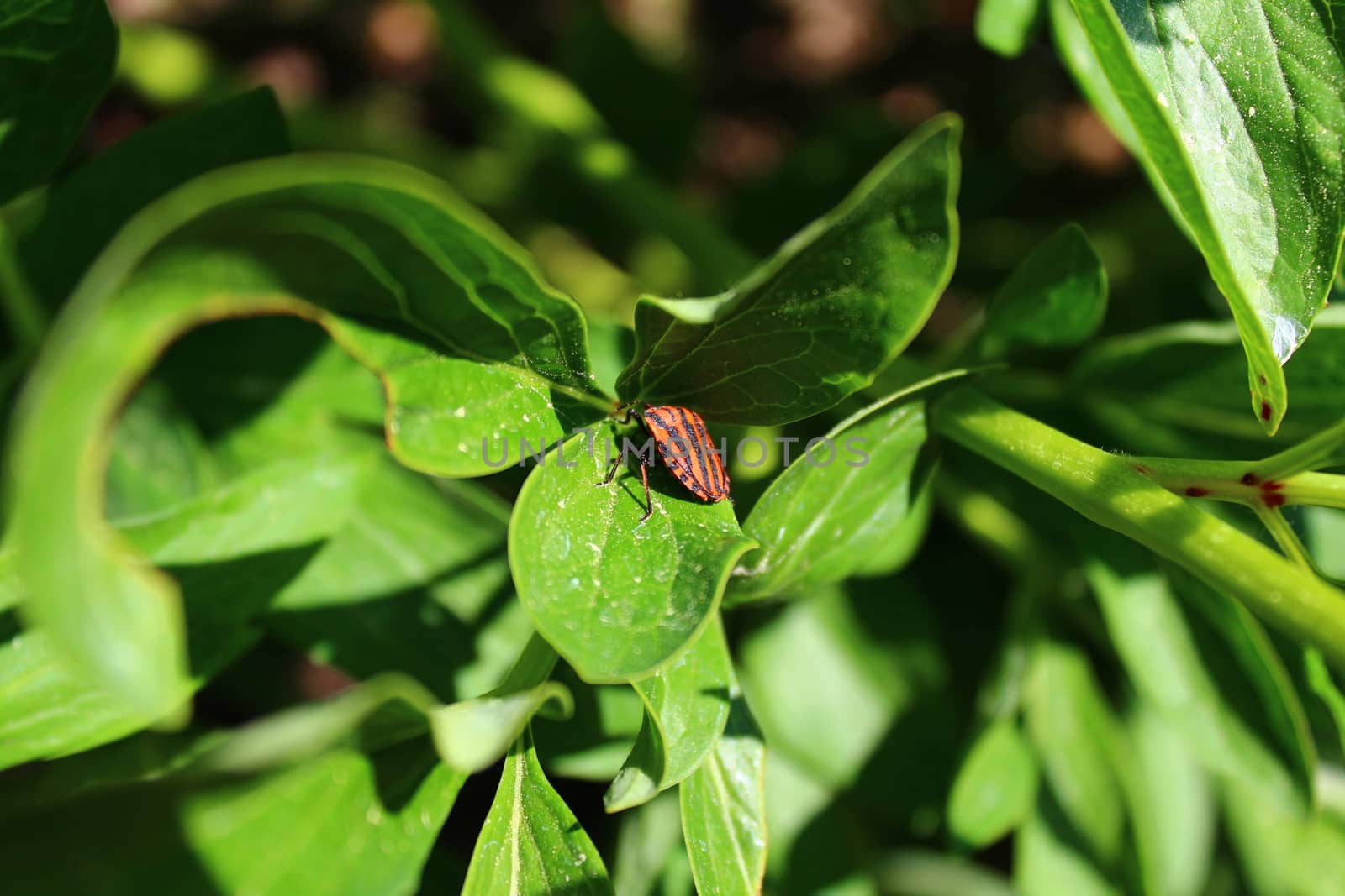The picture shows a striped shield bug on a peony.