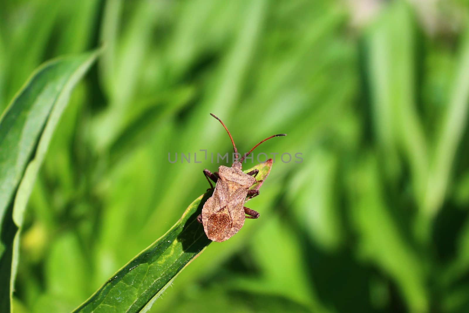 The picture shows a dock bug on a peony.