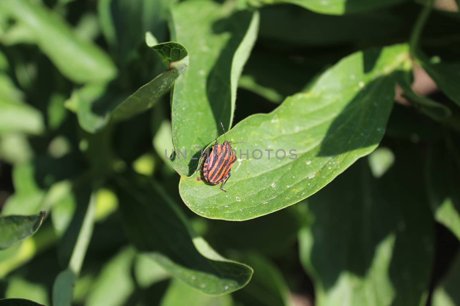 striped shield bug on a peony by martina_unbehauen