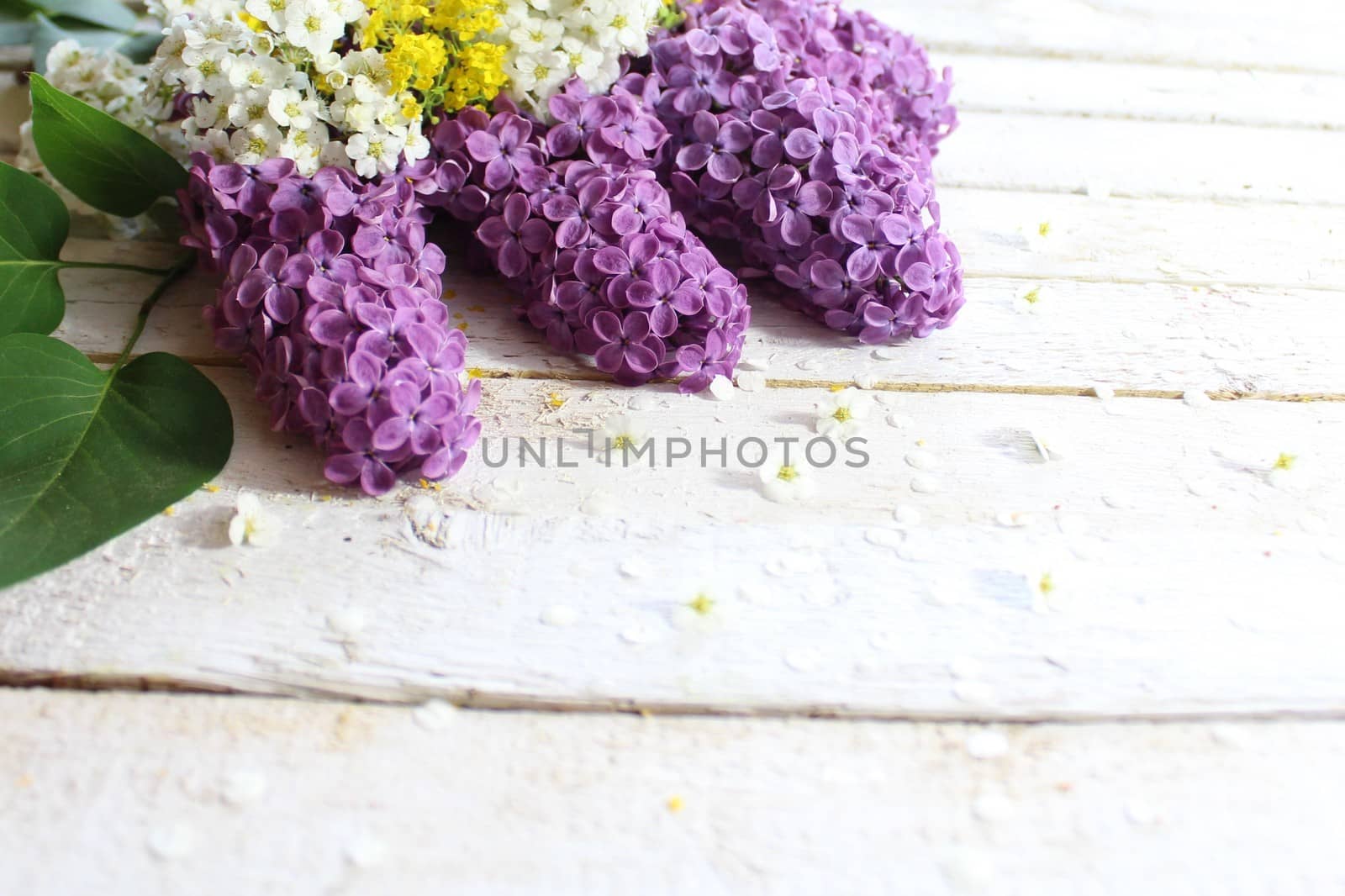 The picture shows purple lilac and sweet alison.