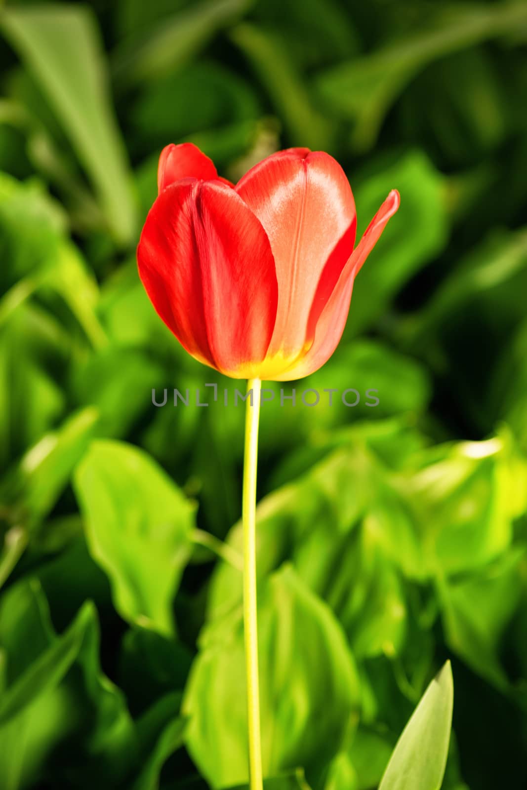A close up shot of a red tulip in bloom with background of greenery.